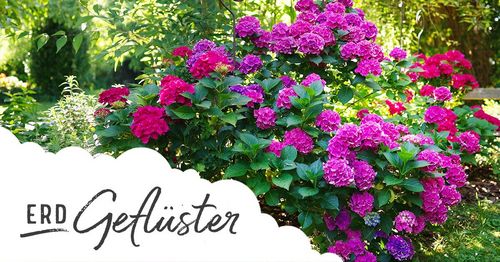 Unglaubliche Hortensien im Juli | ErdGeflüster von Sonnenerde